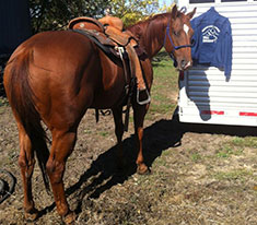 Racey - Pro Barrel Horse